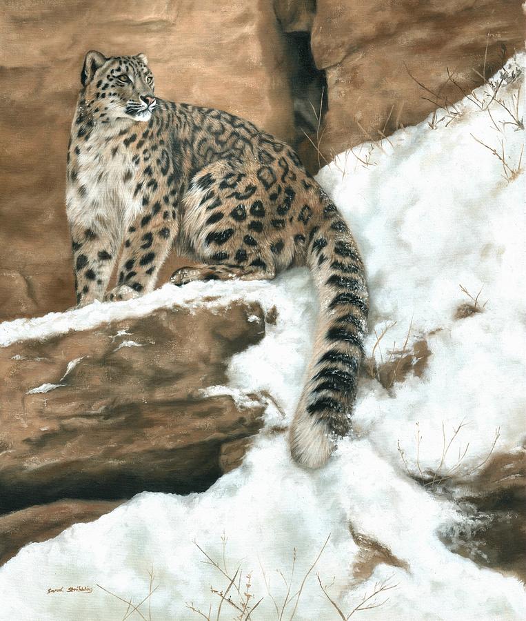 Snow Leopard Painting By Sarah Stribbling