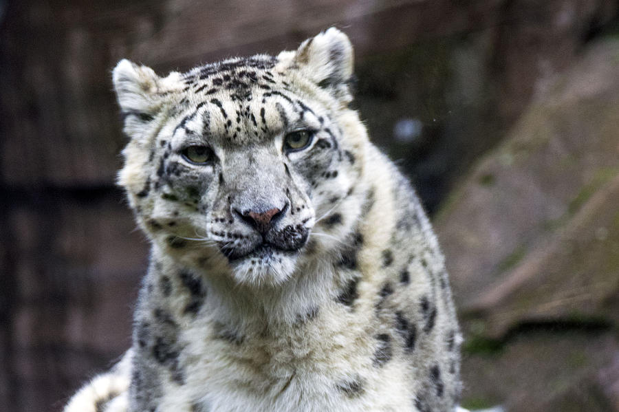 Snow Leopard Photograph by Saya Studios