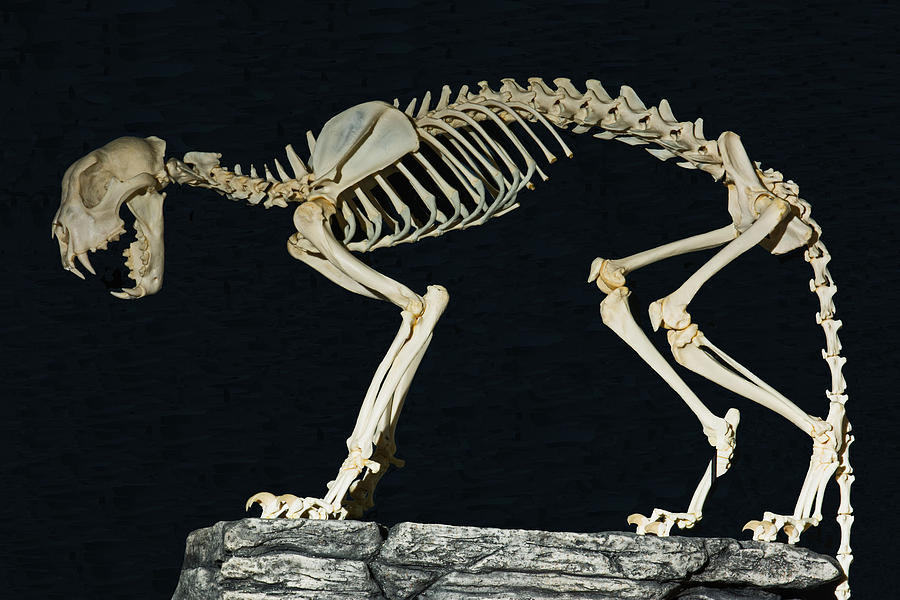 Snow Leopard Skeleton Photograph by Millard H. Sharp