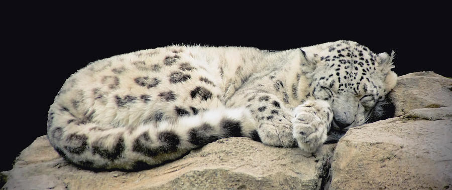 Snow Leopard Sleeping Photograph by Jack Nevitt