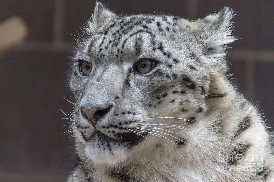 Snow Leopard Photograph by Steve Triplett