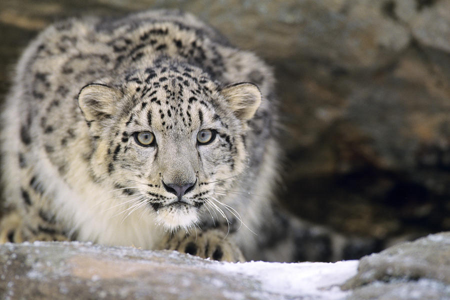 Snow Leopard Photograph by Thomas And Pat Leeson - Fine Art America