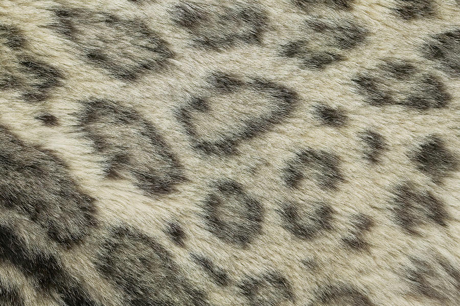 Snow Leopard Uncia Uncia Fur Detail Photograph by Cyril Ruoso