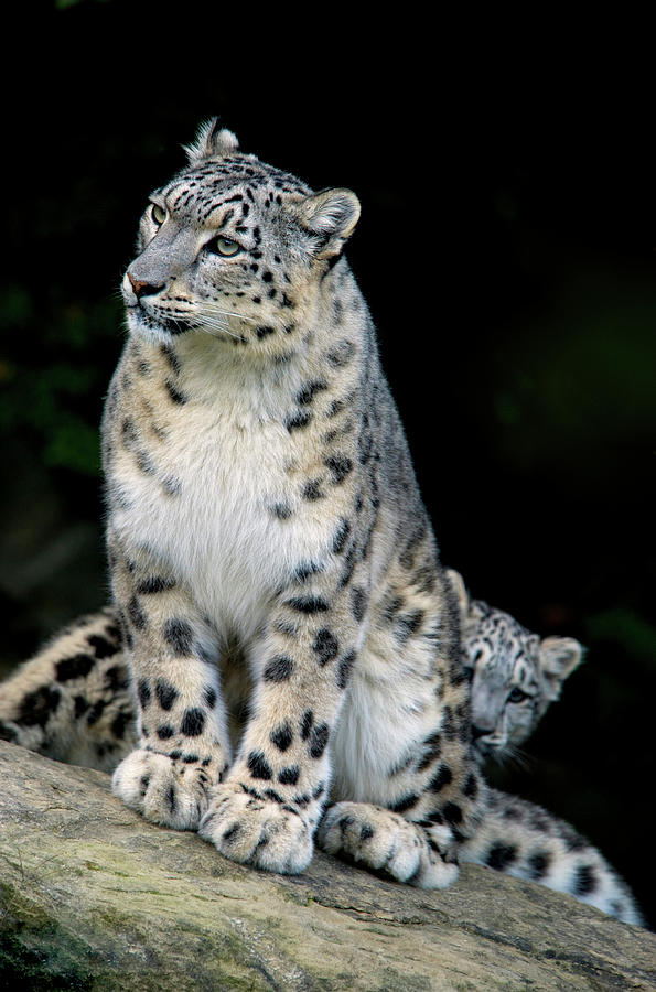 Snow Leopard Uncia Uncia Panthera Photograph By Andres Morya Hinojosa