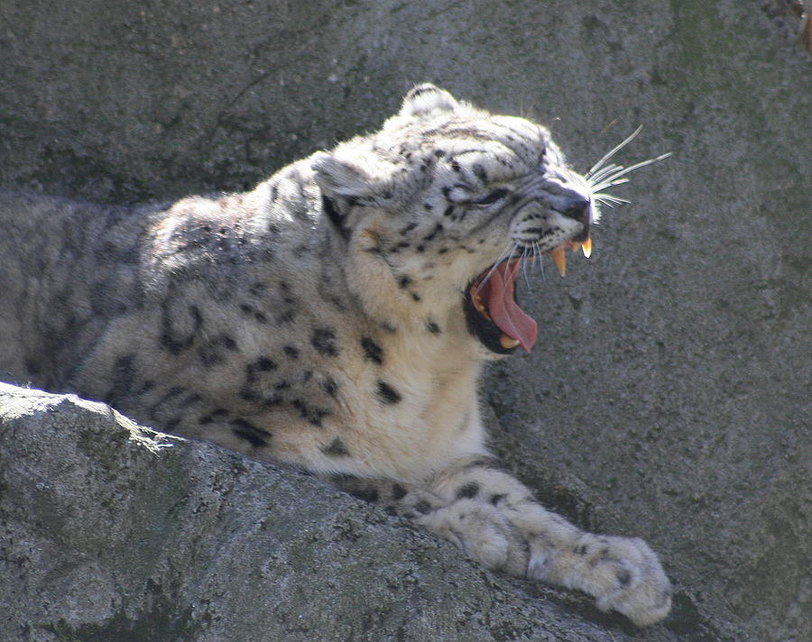 Snow Leopard Yawn Photograph by Neal Eslinger