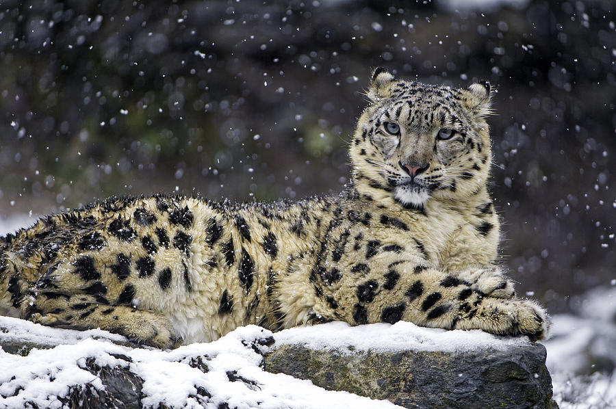 Snow leopardess on a rock Photograph by Picture by Tambako the Jaguar