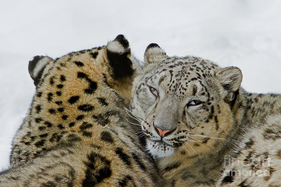 Leopard Photograph - Snow Leopards by Butch Lombardi