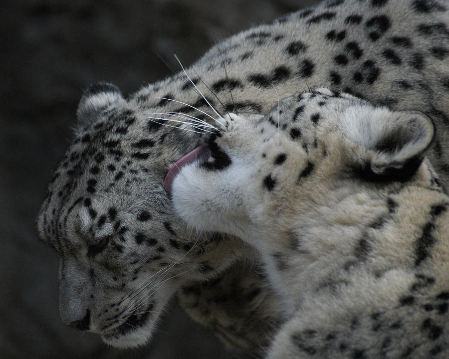 Snow Leopards Photograph by Ernest Echols