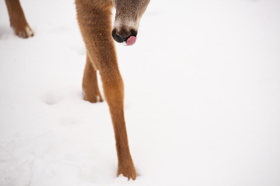 Deer Photograph - Snow Licking Good by Karol Livote