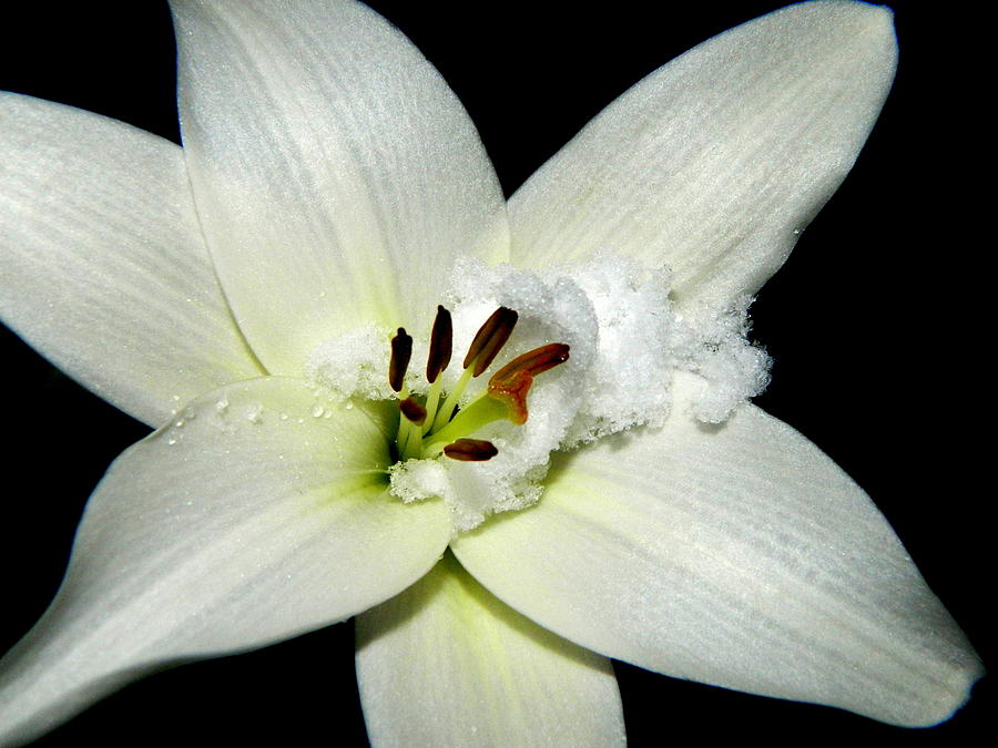 Snow Lilly Photograph by Kathy Barney