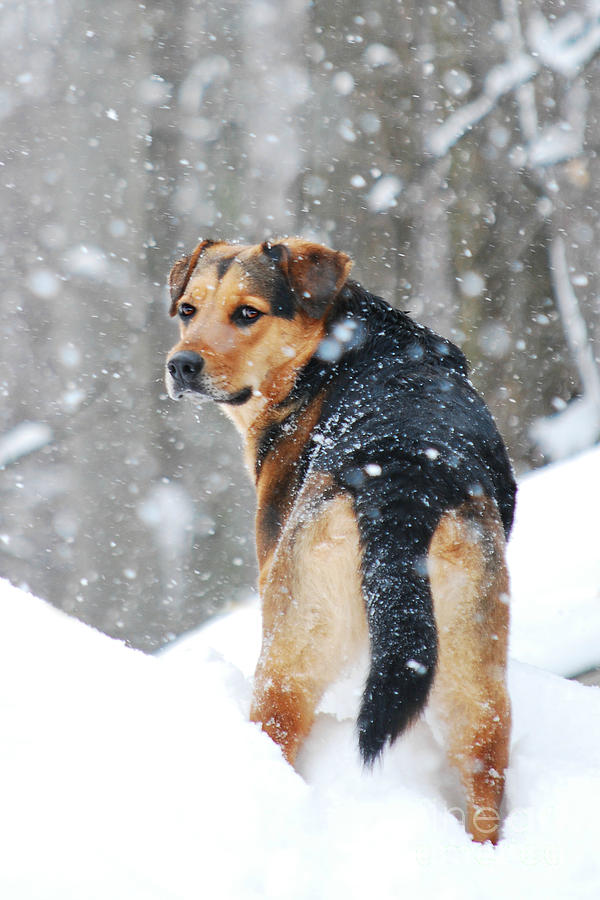 Snow Lover Photograph by Lila Fisher-Wenzel