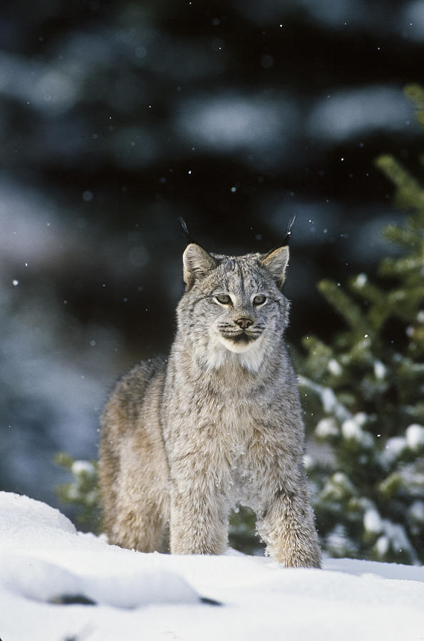 Snow Lynx Photograph by D Robert Franz