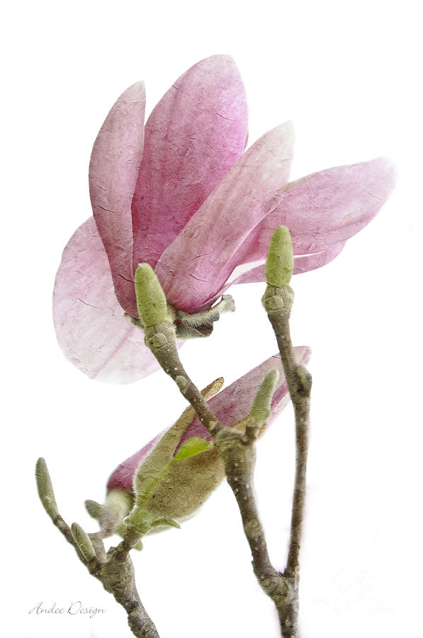Snow Magnolia Painterly 1 Digital Art by Andee Design