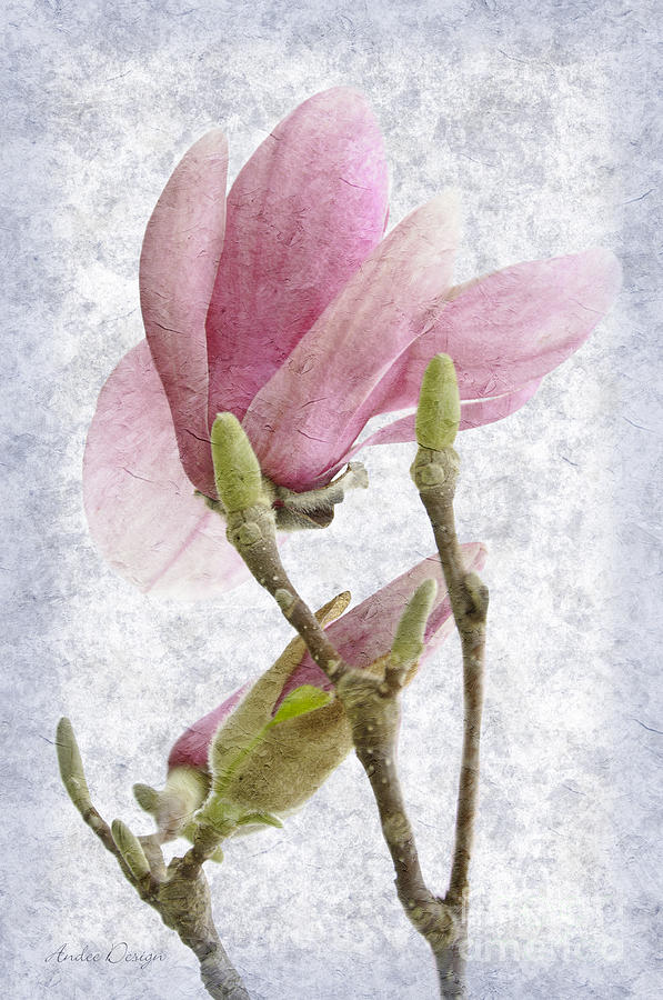 Snow Magnolia Painterly 2 Photograph by Andee Design