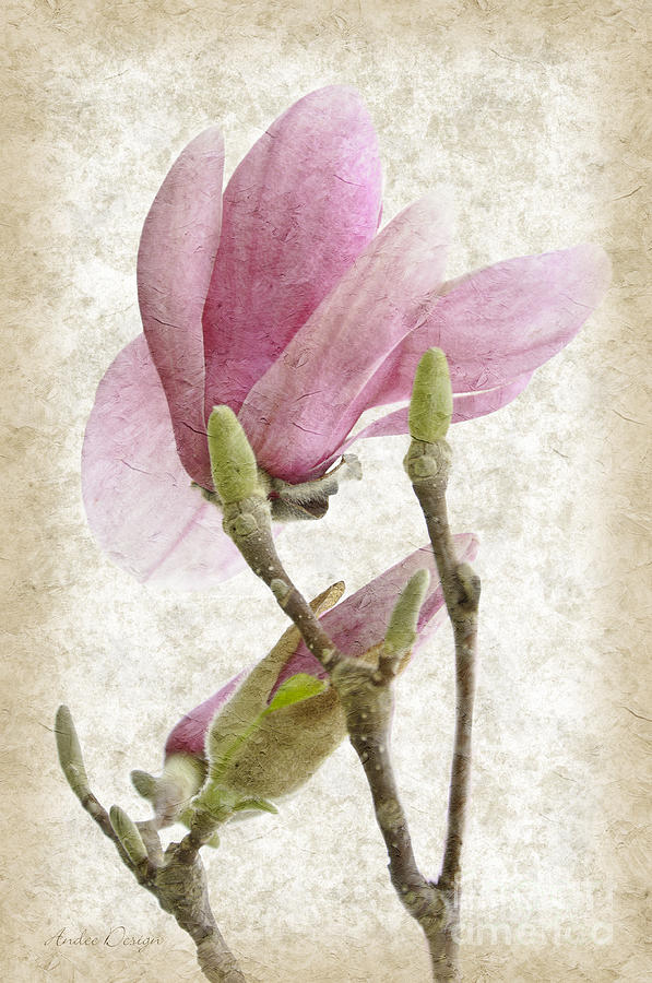 Snow Magnolia Painterly 3 Photograph by Andee Design