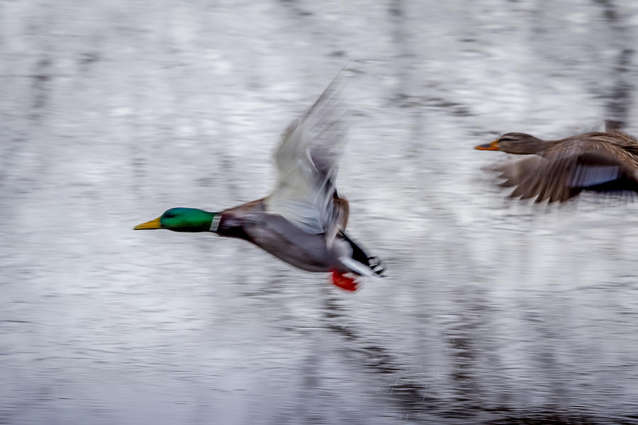 Snow Mallards Photograph By Ernie Echols Fine Art America