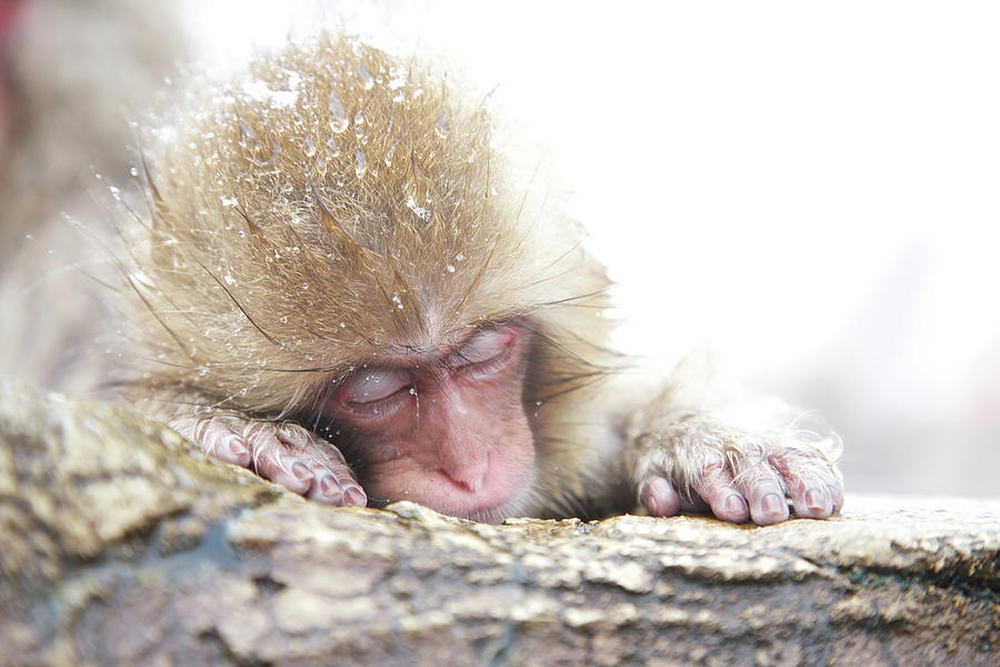 Snow Monkey 5 Photograph by Hidenori Tanaka