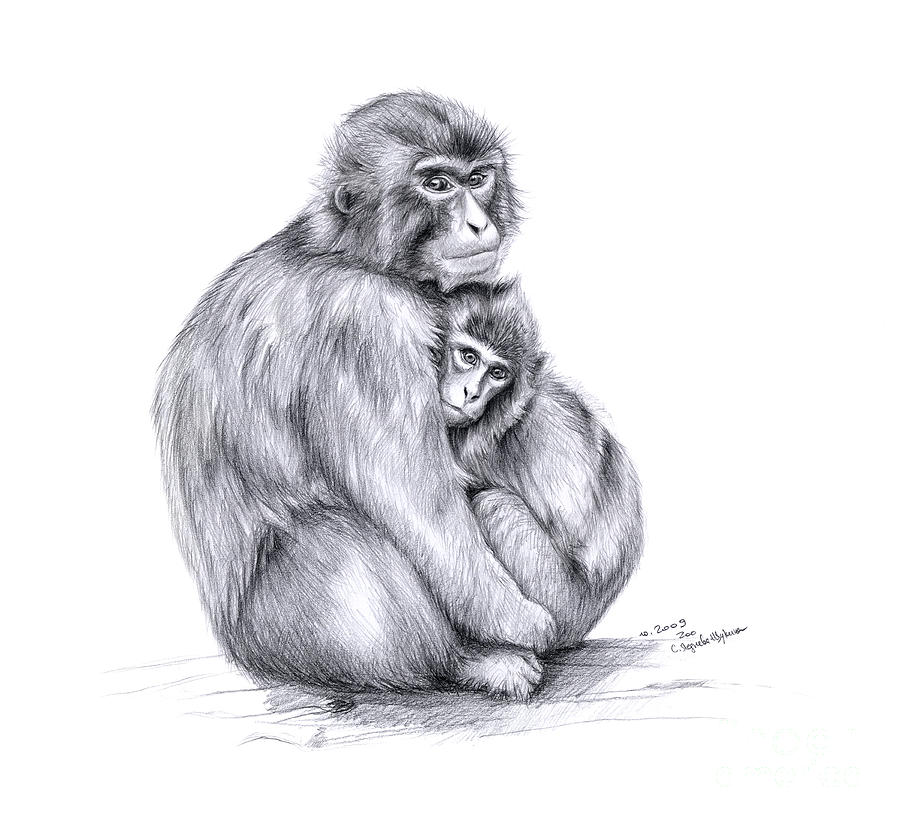 monkey drawings in pencil