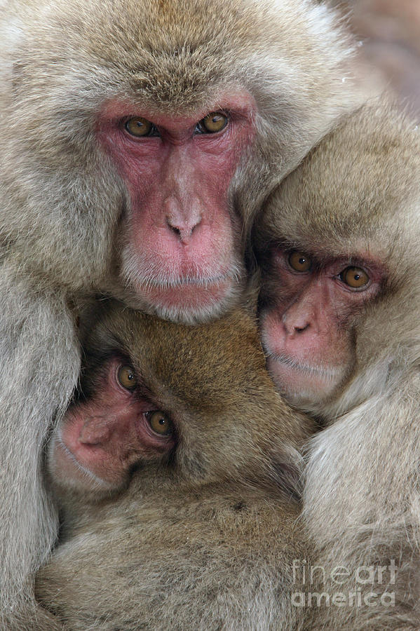 Snow Monkey and Young Photograph by Jean-Louis Klein and Marie-Luce Hubert