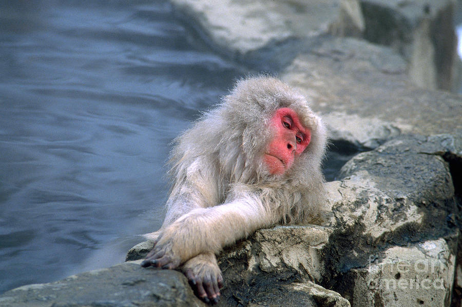 Snow Monkey Photograph by Art Wolfe