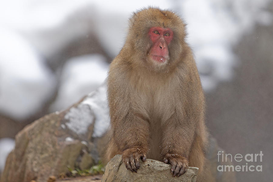 Snow Monkey Boss Looks Over His Territory Photograph by Natural Focal Point Photography