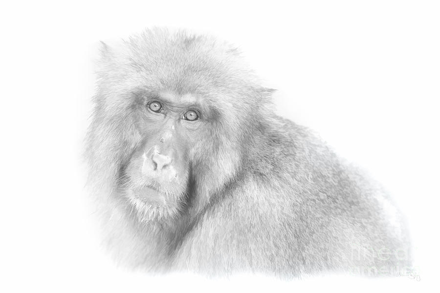 Snow Monkey Character Study I Digital Art by Michele Steffey