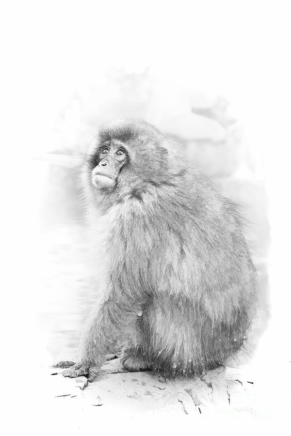 Snow Monkey Character Study II Digital Art by Michele Steffey