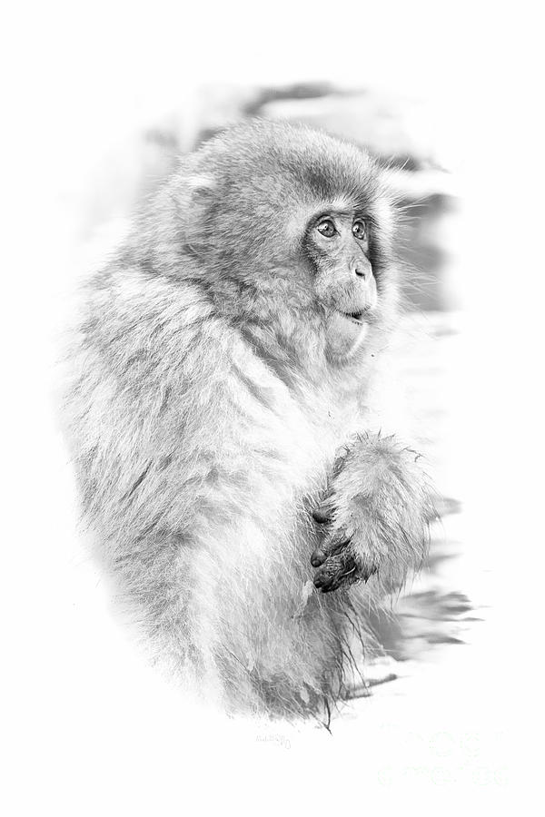 Snow Monkey Character Study III Digital Art by Michele Steffey