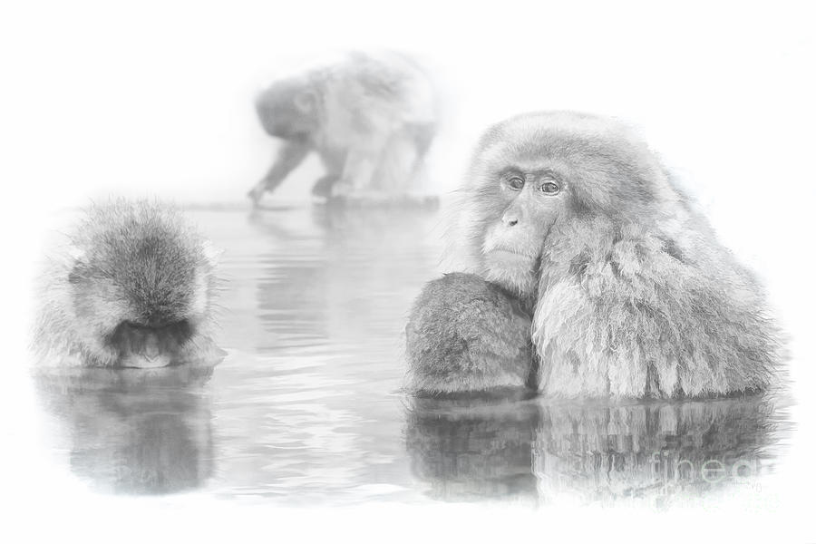 Snow Monkey Character Study V Digital Art by Michele Steffey
