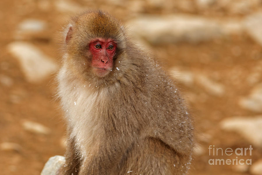 Snow Monkey Contemplation Photograph by Natural Focal Point Photography
