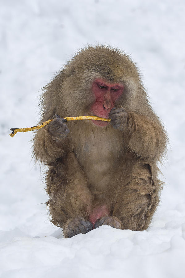 Snow Monkey Eating Bark Photograph by John Shaw