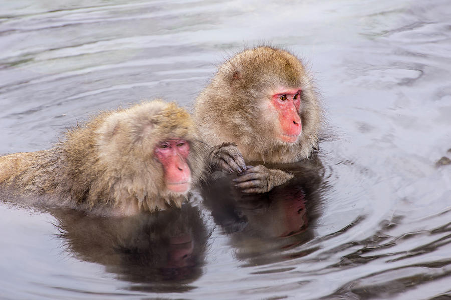 Snow Monkey Photograph by I Love Photo And Apple. Snow Monkey Photograph by I Love Photo And Apple.