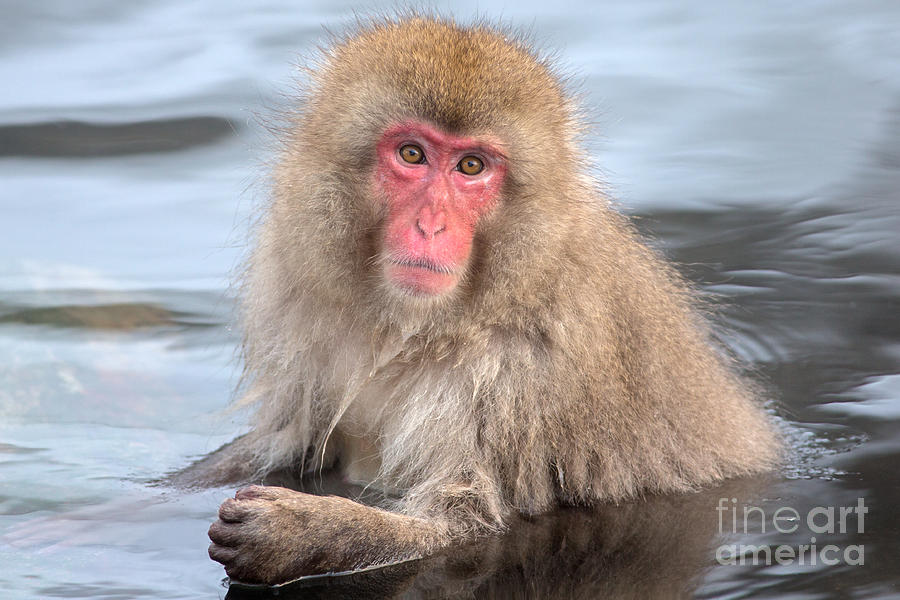 Snow Monkey in the Onsen Photograph by Natural Focal Point Photography