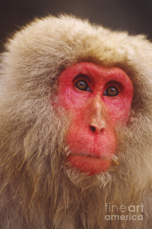 Snow Monkey, Japan Photograph by Art Wolfe