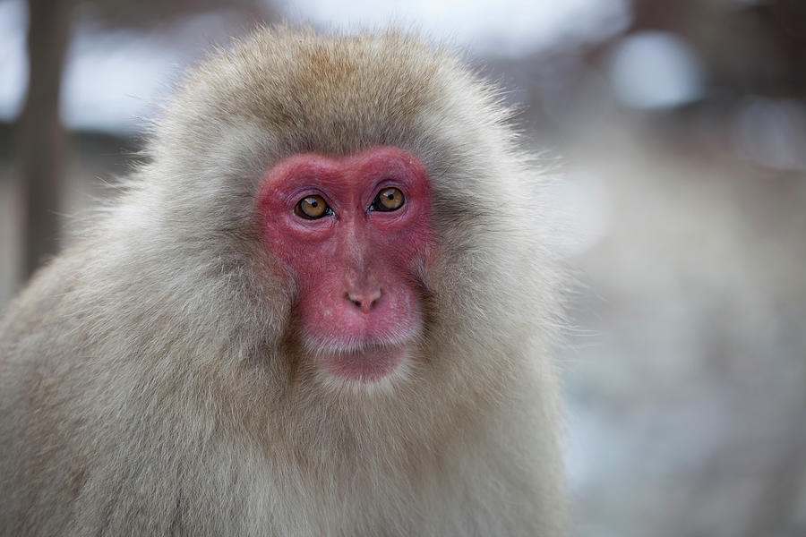 Snow Monkey Photograph by Kumikomini