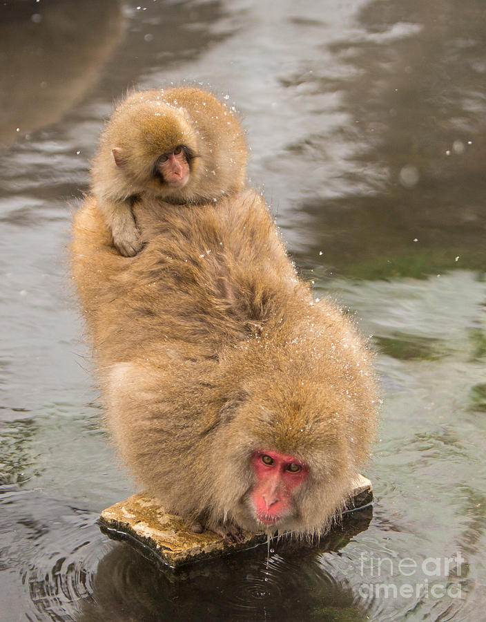 Snow Monkey Mama Gets a Drink in Jigokudani Monkey Park Photograph by Natural Focal Point Photography