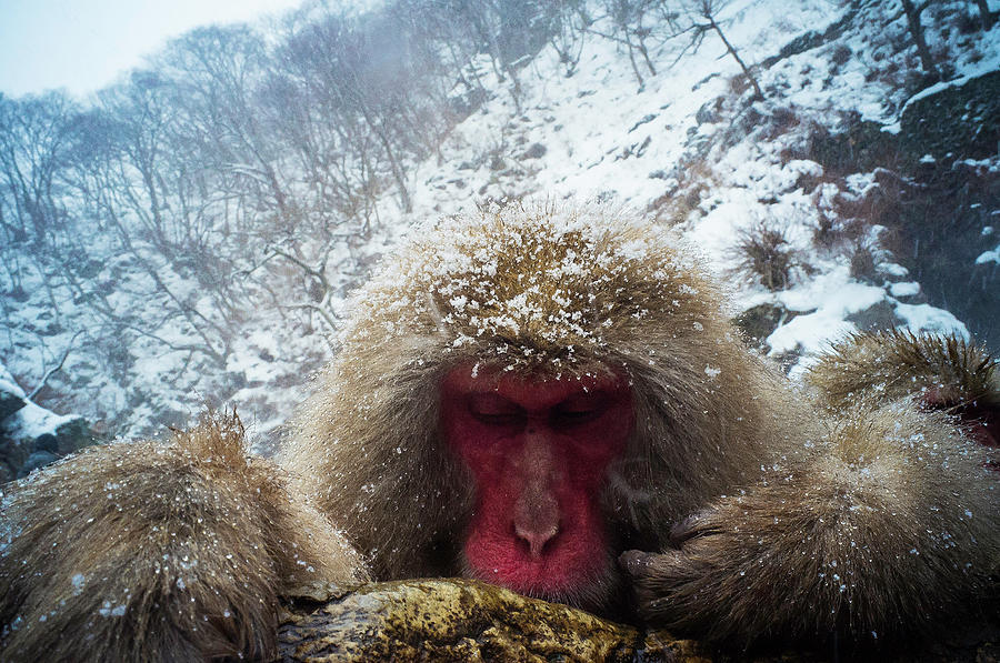 Snow Monkey Photograph by Moaan
