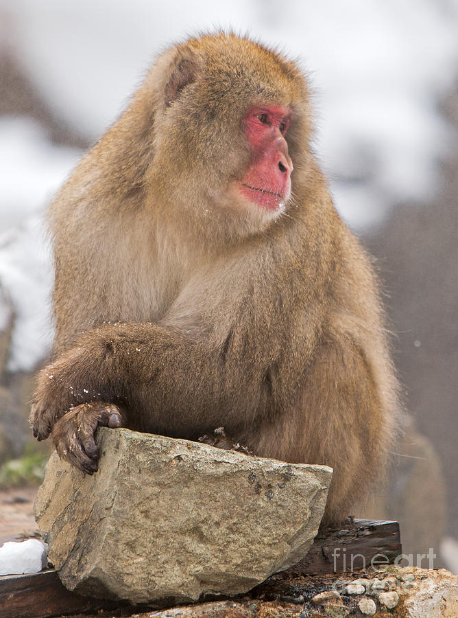 Snow Monkey Profile Photograph by Natural Focal Point Photography