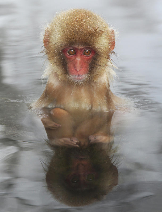 Snow Monkey Reflecting Photograph by Cjrush