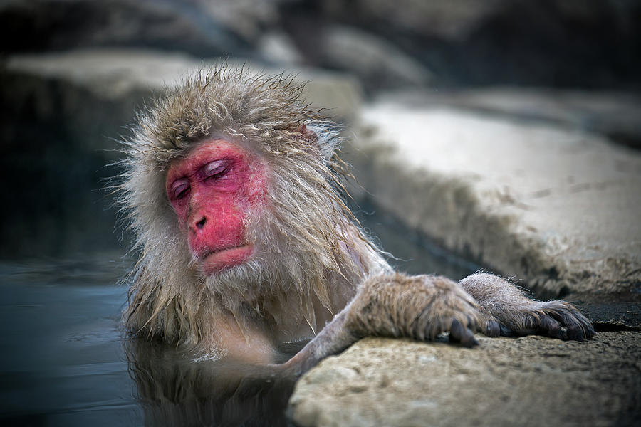 Snow Monkey Relaxing Photograph by Oscar Tarneberg
