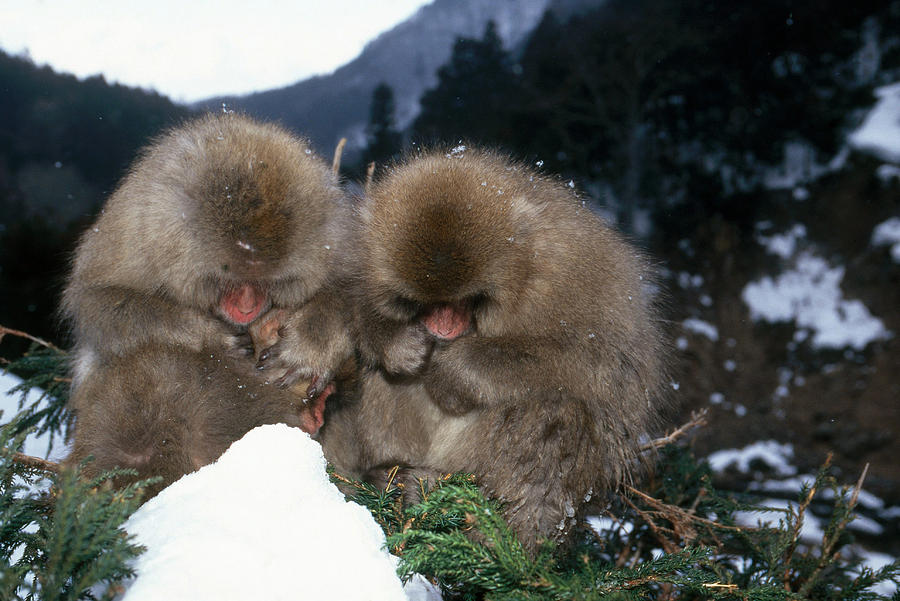 Snow Monkeys Photograph by Akira Uchiyama