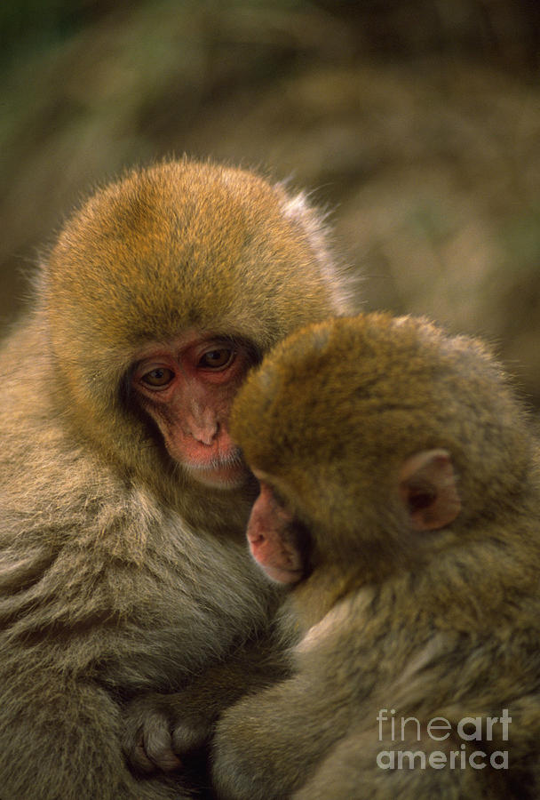 Snow Monkeys Cuddling Photograph by Art Wolfe