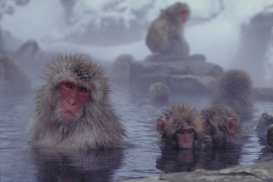 Snow Monkeys In Hot Spring Photograph by Akira Uchiyama