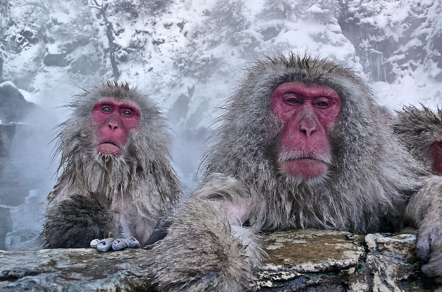 Snow Monkeys In The Hot Springs Photograph by Istvan Hernadi Photography... Mountain Visions