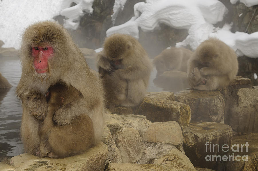 Snow Monkeys In Thermal Pool Photograph by John Shaw