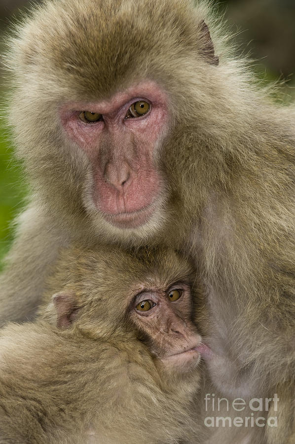 Snow Monkeys, Mother With Baby, Japan Photograph by John Shaw