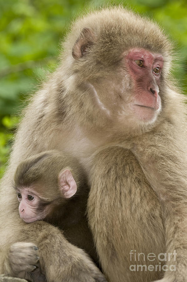 Animal Photograph - Snow Monkeys, Mother With Her Baby by John Shaw