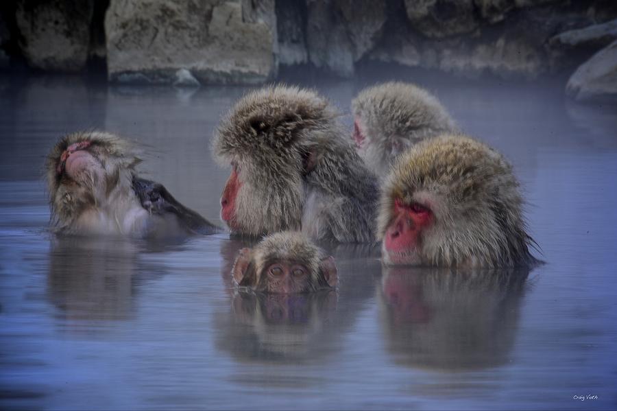 Snow Monkeys Of Jigokudani Photograph