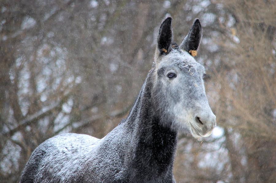 Snow Mule Photograph by Bonfire Photography