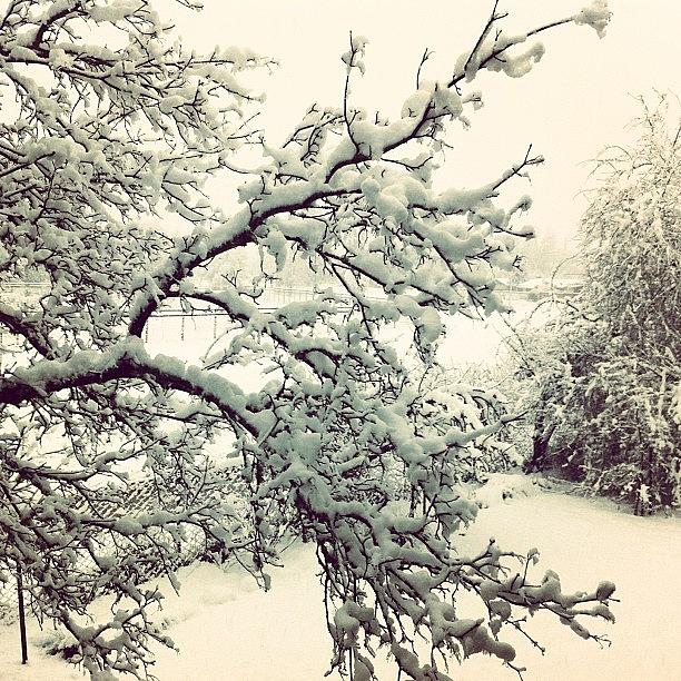 Nature Photograph - #snow #nature #snowday #love #igdaily by Julia Goldberg